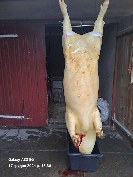 Продаж,свиней , Яловичини