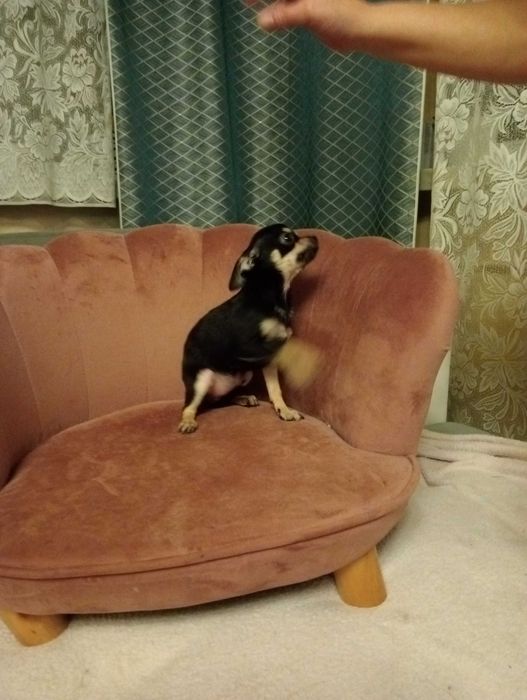 Chihuahua sunia black tan