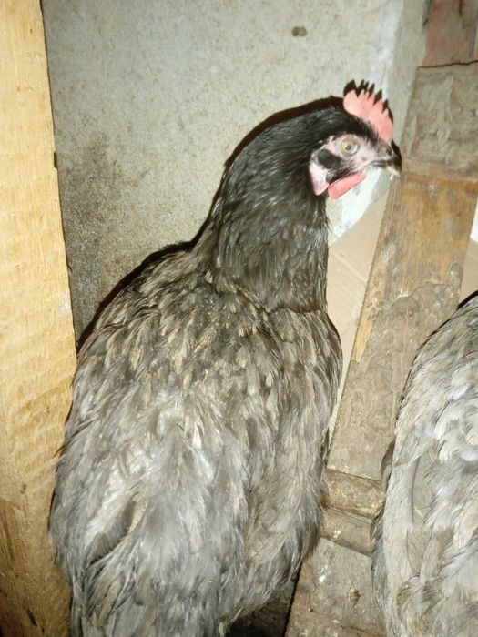 Kokoszki  Rosa czerwona