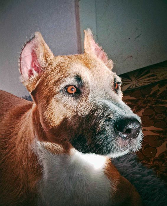 Отдам, метис питбуля и стаффа