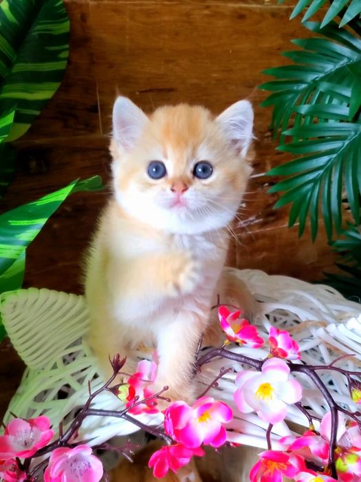 Плюшевые малышки. Ручные котята золотая шиншилла.