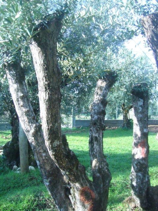 Oliveiras para jardim