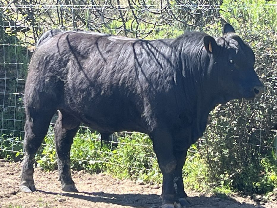 Touros Aberdeen-Angus