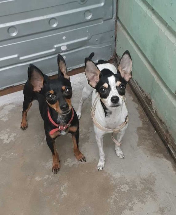 Pinscher fêmea linda