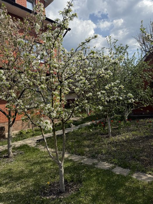 House by the address (area 480 m²) - Atlanta.ua - photo 22