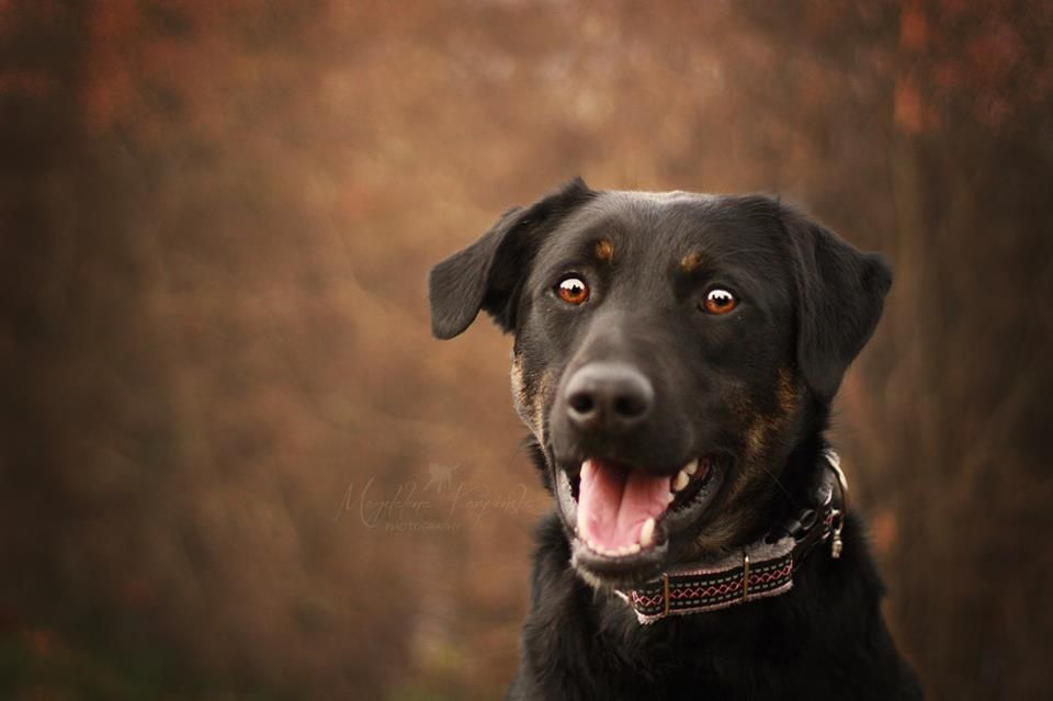 Wierna i mądra Ali 10 lat