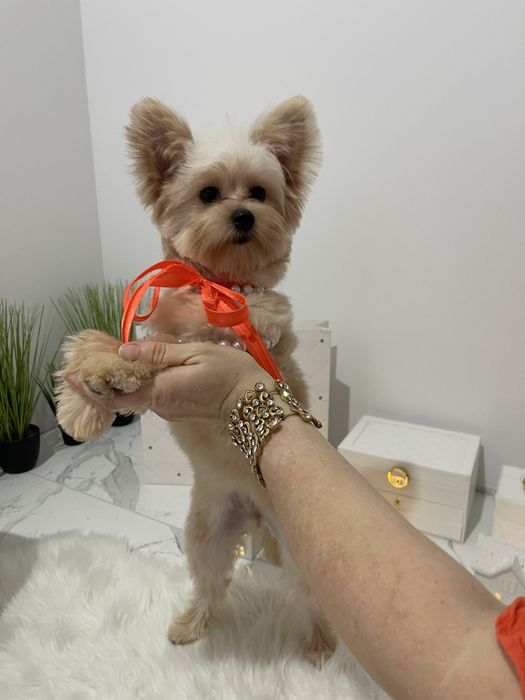 Помапу — Лише 4 дівчинки! Ідеальна можливість