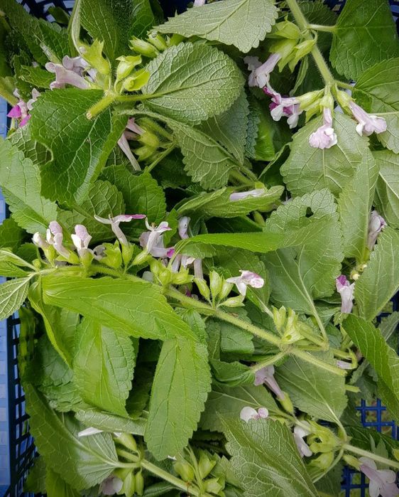 Miodownik melisowaty ("bukwica")