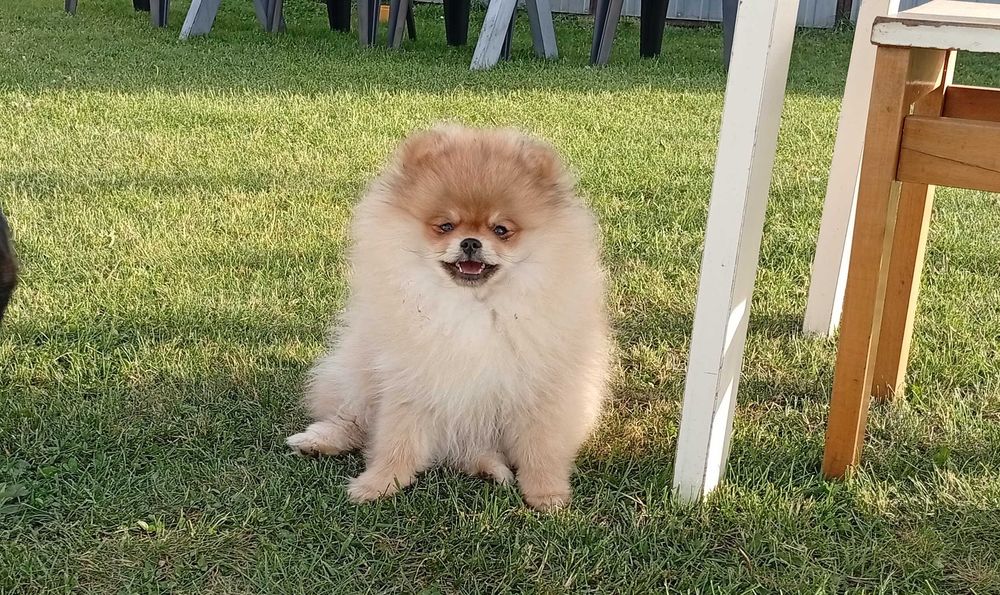 Pomeranian - Szpic miniaturowy ZKwP/FCI - suczka