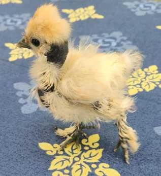 Galinhas - Padovana / Sedosas Japão - Showgirl