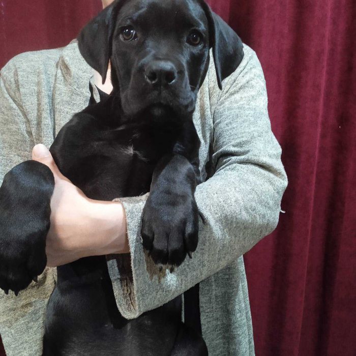 Продаем щенков Кане корсо