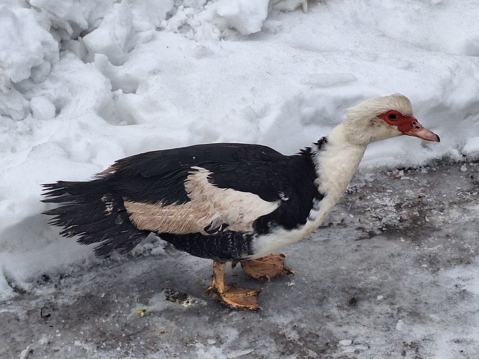 Kaczki i kaczory francuskie
