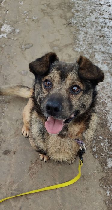 Uszko- wesoły mały i młody  piesek do adopcji