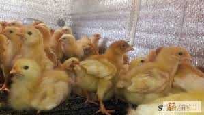 Курчата бройлера,мясо-яєчні,качки,індикі