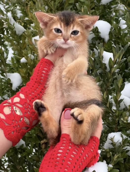 Ласкаві та милі кошенята