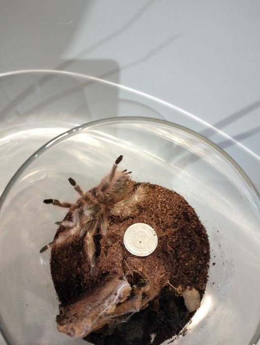 Ptasznik Nhandu coloratovillosus