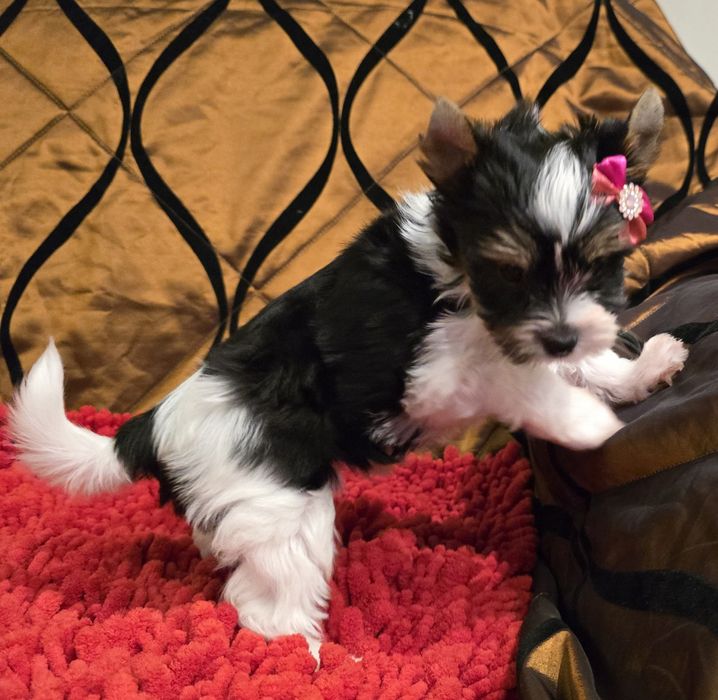 York biewer - Suzi z rodowodem !