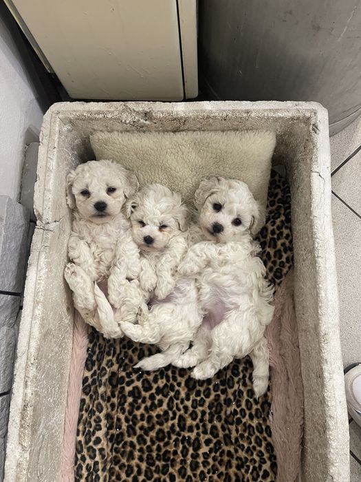 Бішон фризе, кобель для в’язки