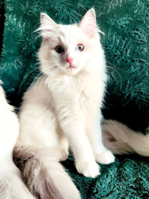 Felsia do rezerwacji Ragdoll FPL/FIFE