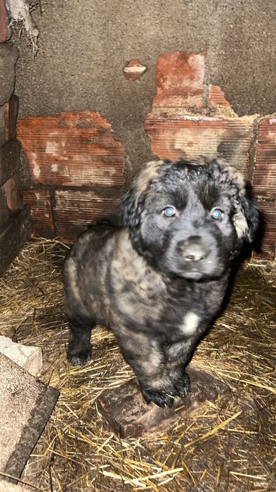 Cão Serra da Estrela