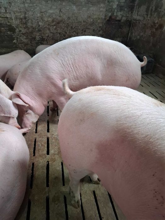 Свинні живою вагою