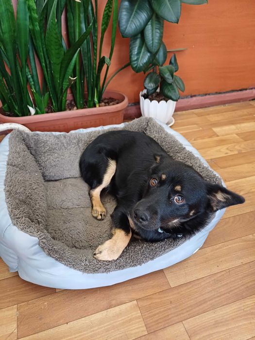 Безкоштовно віддаються