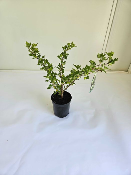 Agrest zielony (Ribes uva-crispa)