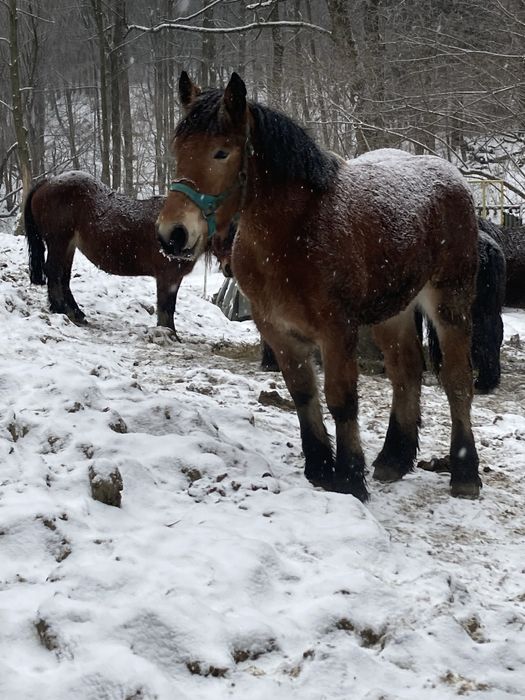 Klaczka zimnokrwista