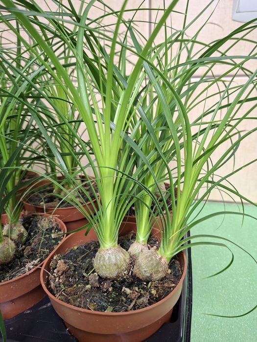 Nolina, Beaucarnea recurvata, Stopa słonia WYSYŁKA