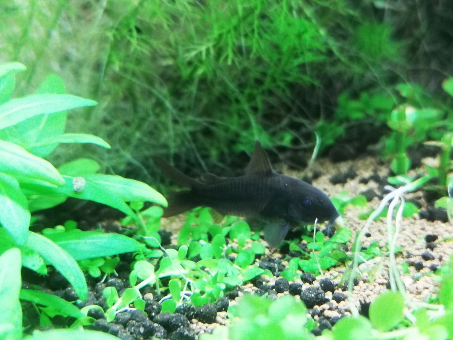 Codydoras black venezuela