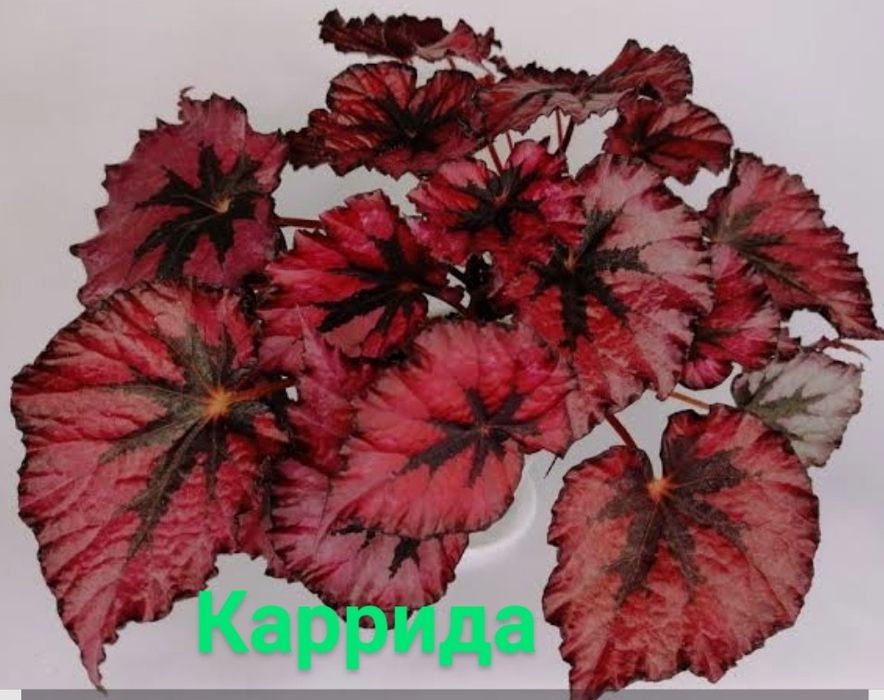 Бегонії в наборі