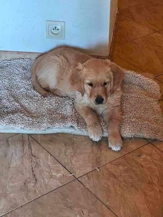 Cudowny szczeniak Golden Retriever 3 m-ce z rodowodem SWKiPR- gotowy do domu !
