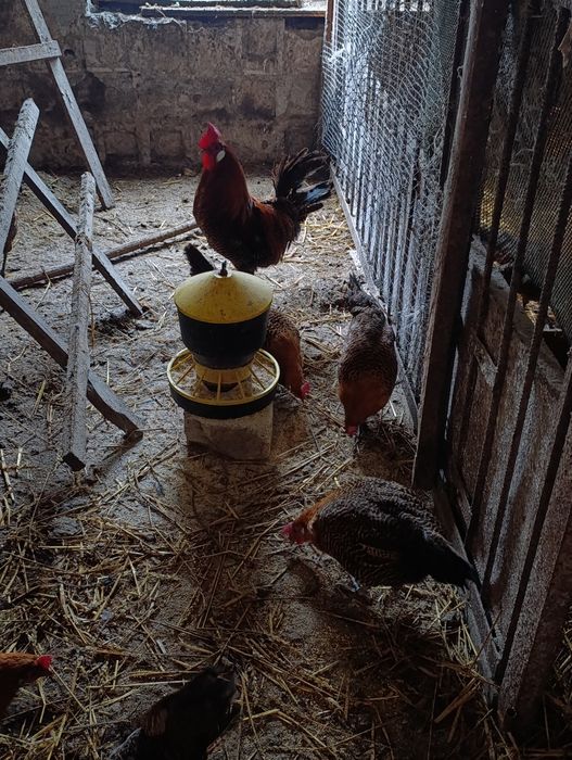 Brakla złota jaja lęgowe