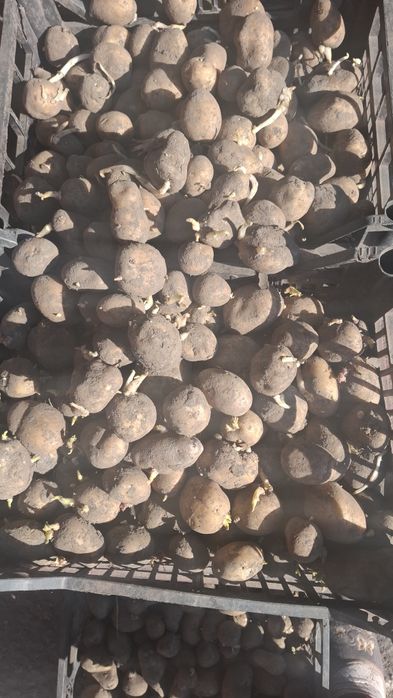 Насіння картоплі