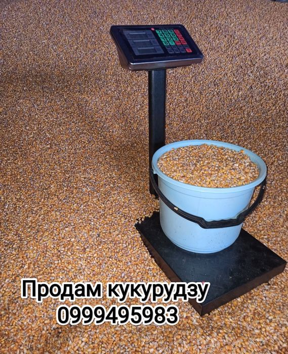 Продам кукурудзу