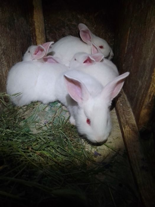 Кролі, кролики, термонці