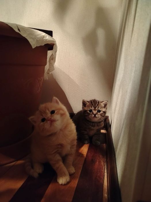 Продаж шотландських кошенят