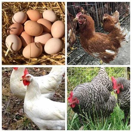 Інкубаційне яйце