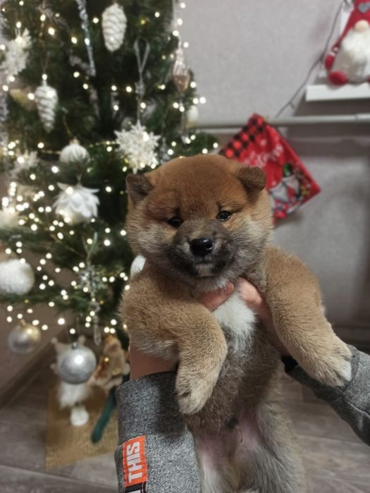 Чарівний хлопчик Сіба іну