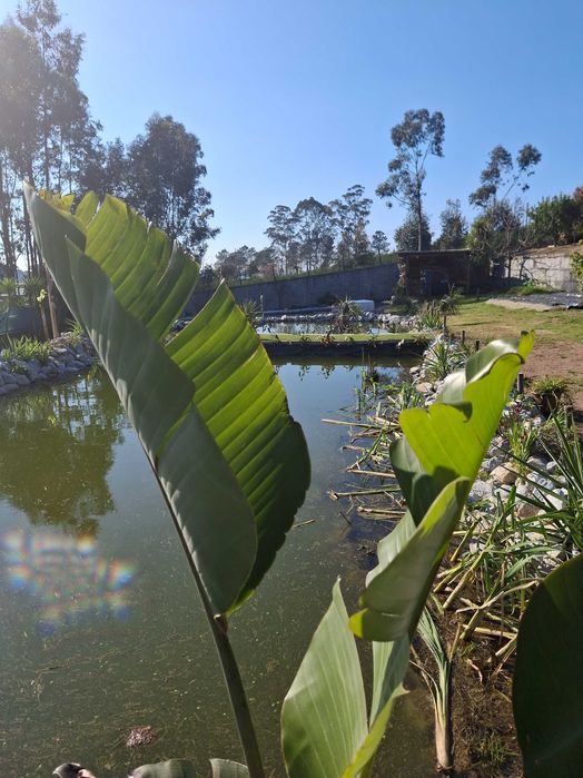 Carpas koi com 8/15 cm
