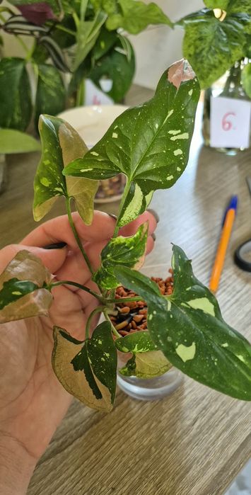 Hoya Ah074,New Guinea Ghost, polyneura broget, Cumingiana,  syngonium red spot tricolor, monstera thai constellation, mix scindapsusow