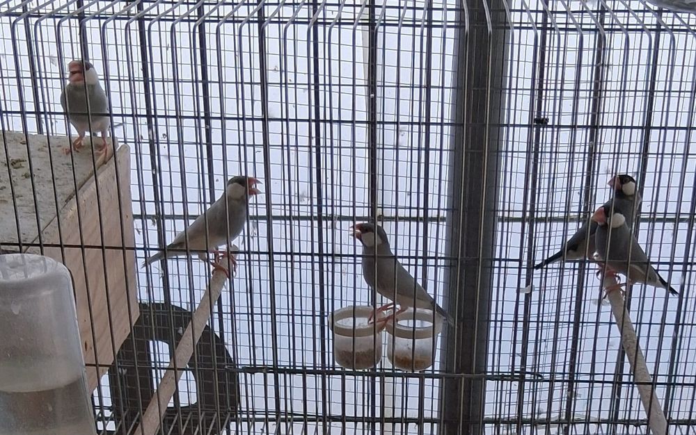 Lote de aves exóticas