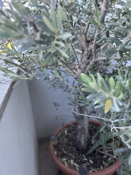 Vendo Oliveira 190cm
