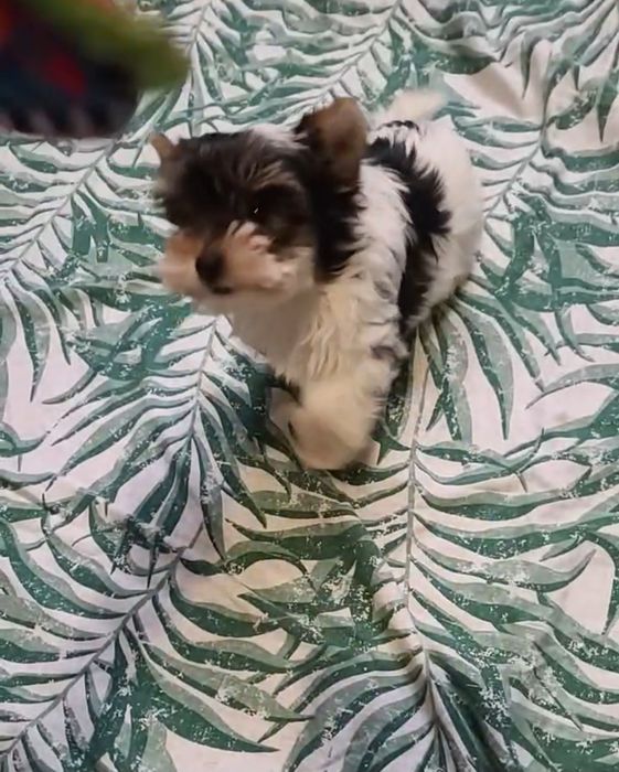 Хлопчик Беббі Фейс  ШОУ клас  Дніпро Доставка