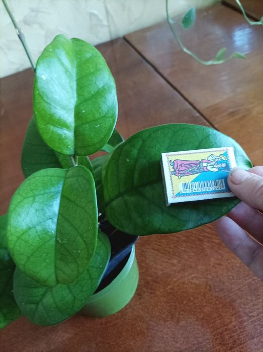 Хойя Обовата варієгата