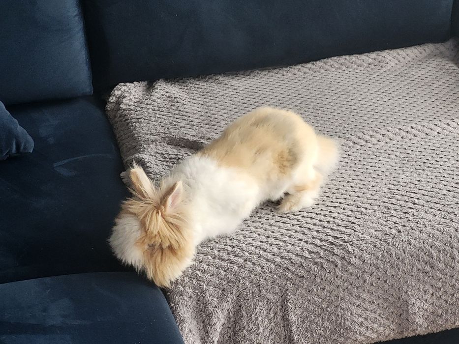 Króliczek Królik Teddy karzełek wraz z klatka i akcesoria