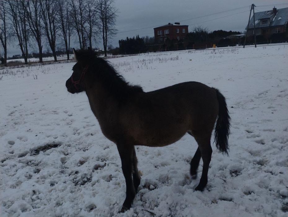 Źrebica konika polskiego