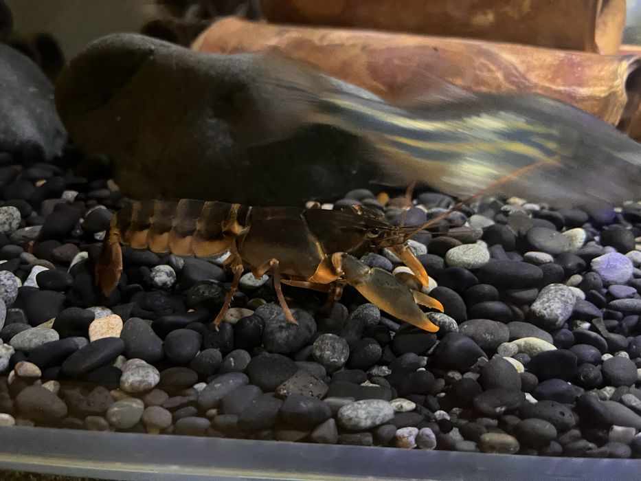 Rak Cherax Snowden
