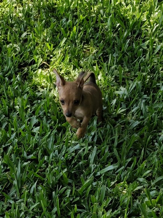 Fêmea Pinscher disponível