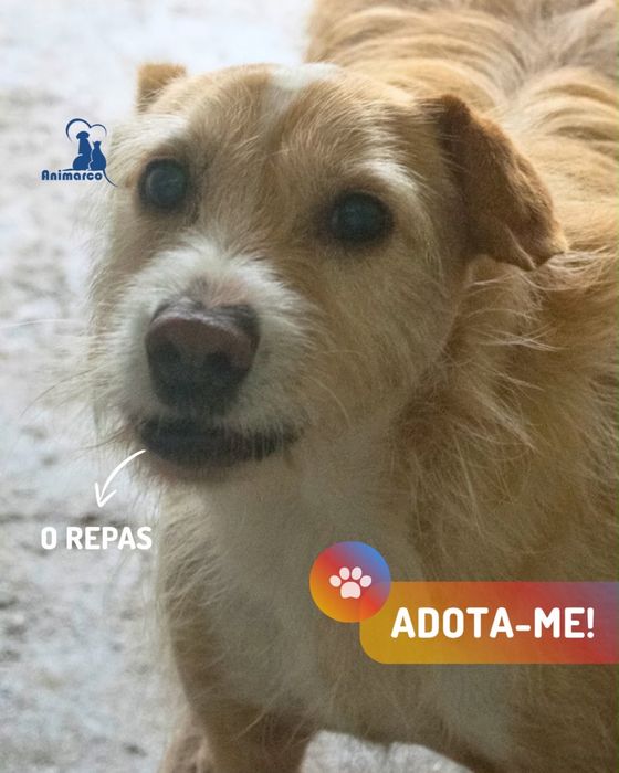 Repas - cão jovem activo para adoção
